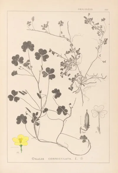 Herbier De La Flore Francaise Pl 0132