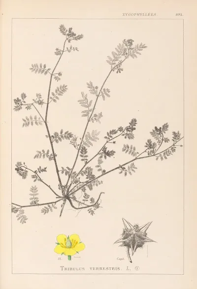 Herbier De La Flore Francaise Pl 0133