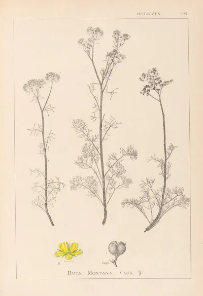 Herbier De La Flore Francaise Pl 0134
