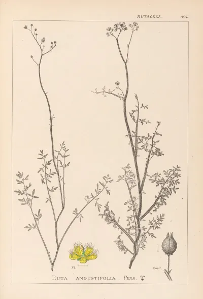 Herbier De La Flore Francaise Pl 0135
