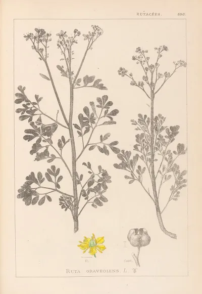 Herbier De La Flore Francaise Pl 0137