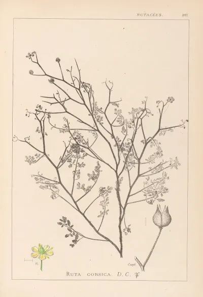 Herbier De La Flore Francaise Pl 0138