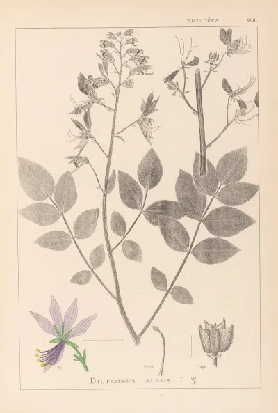 Herbier De La Flore Francaise Pl 0139