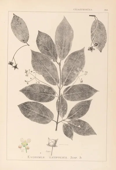 Herbier De La Flore Francaise Pl 0142