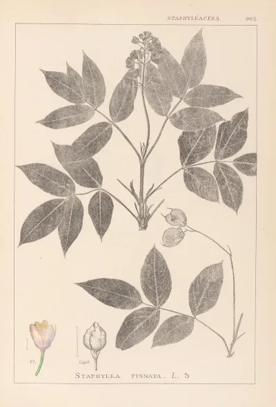 Herbier De La Flore Francaise Pl 0143