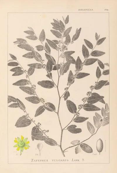 Herbier De La Flore Francaise Pl 0145
