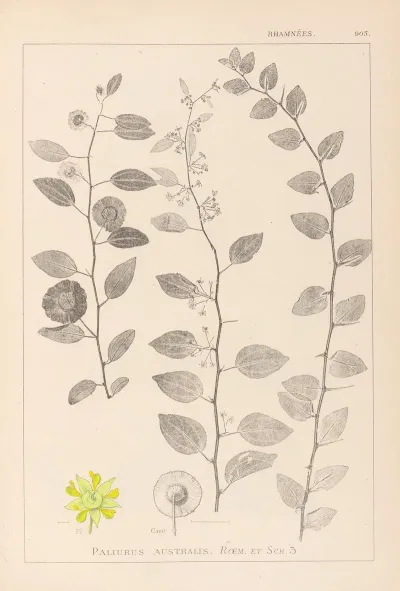 Herbier De La Flore Francaise Pl 0146