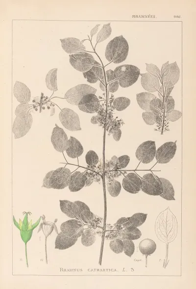Herbier De La Flore Francaise Pl 0147