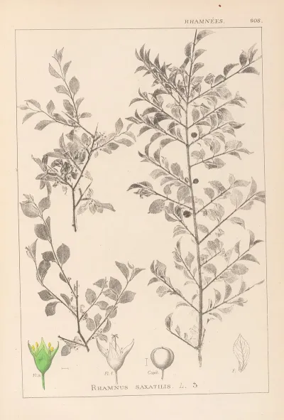 Herbier De La Flore Francaise Pl 0149