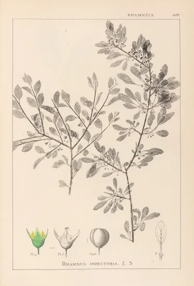 Herbier De La Flore Francaise Pl 0150