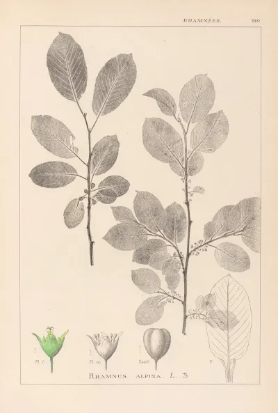 Herbier De La Flore Francaise Pl 0151