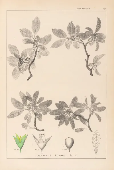 Herbier De La Flore Francaise Pl 0152