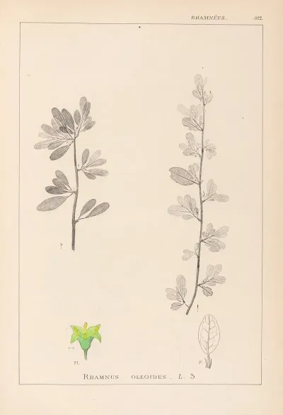 Herbier De La Flore Francaise Pl 0153