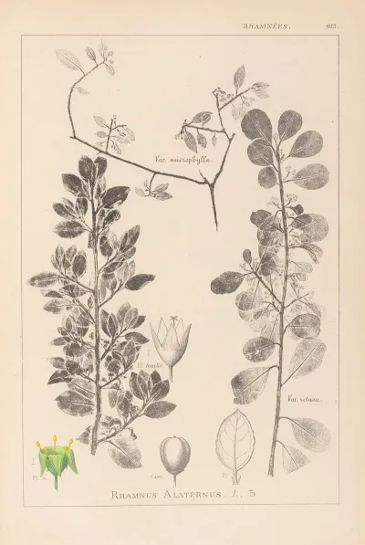 Herbier De La Flore Francaise Pl 0154