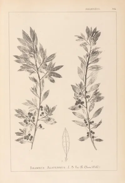 Herbier De La Flore Francaise Pl 0155