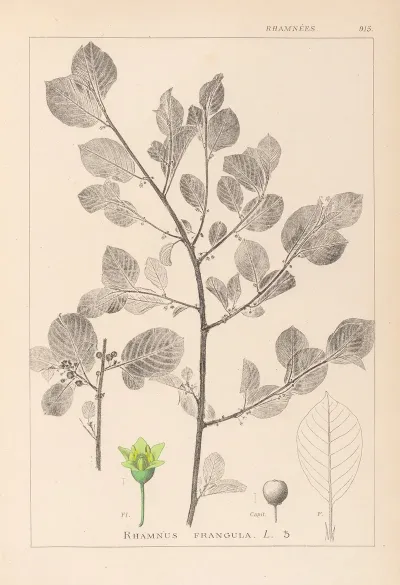 Herbier De La Flore Francaise Pl 0156