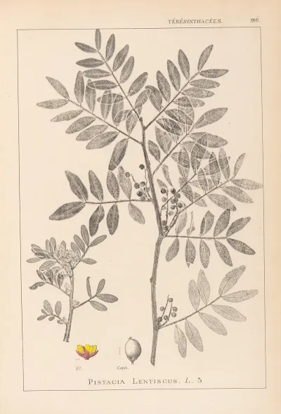 Herbier De La Flore Francaise Pl 0157