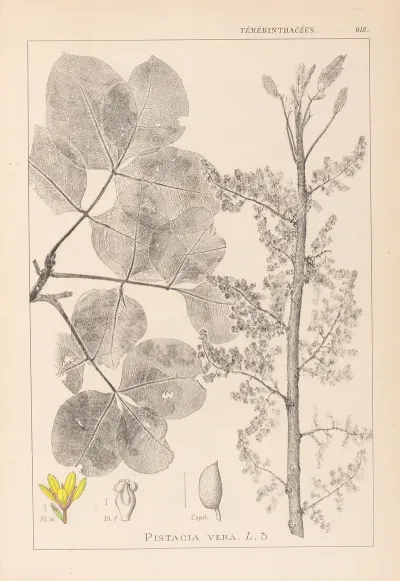 Herbier De La Flore Francaise Pl 0159
