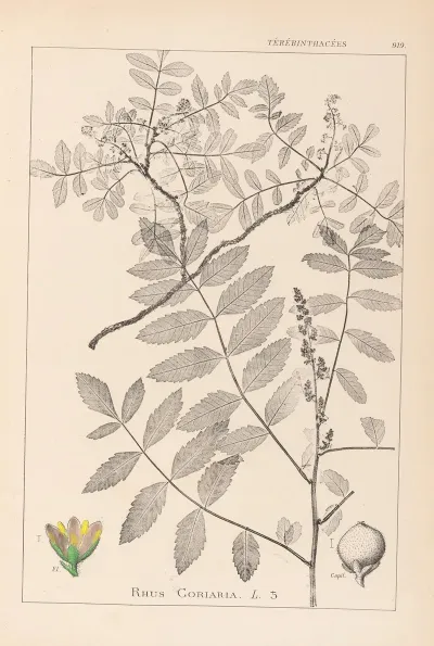Herbier De La Flore Francaise Pl 0160