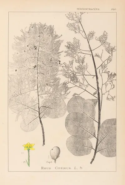 Herbier De La Flore Francaise Pl 0161