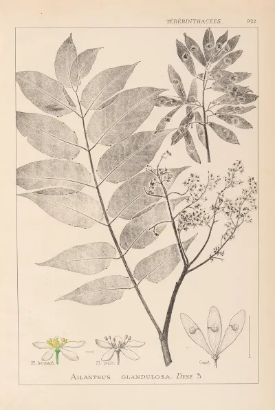 Herbier De La Flore Francaise Pl 0162