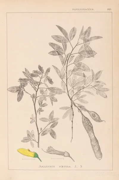 Herbier De La Flore Francaise Pl 0163