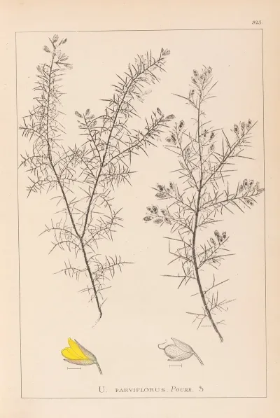 Herbier De La Flore Francaise Pl 0165