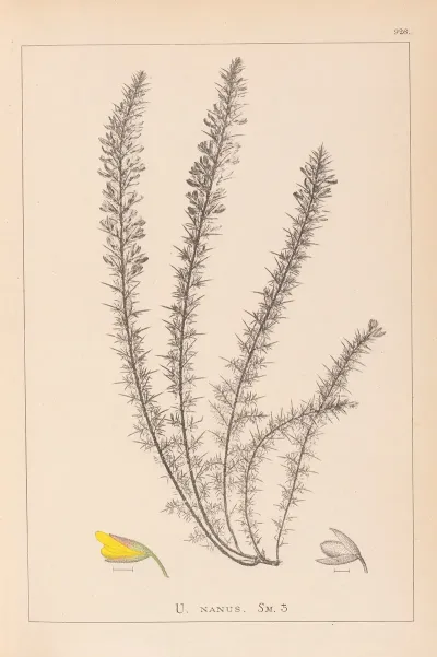 Herbier De La Flore Francaise Pl 0166