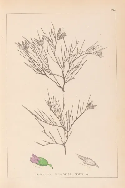 Herbier De La Flore Francaise Pl 0167