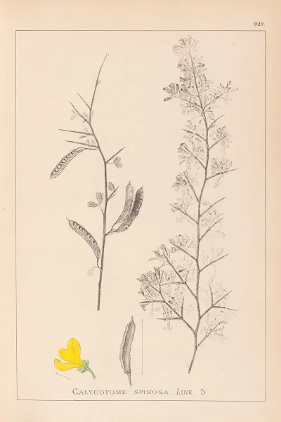 Herbier De La Flore Francaise Pl 0168