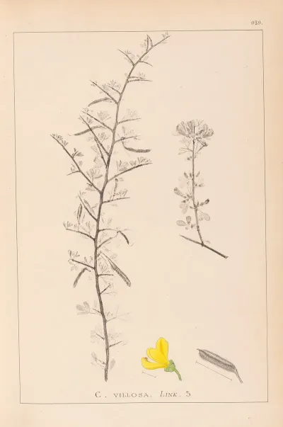 Herbier De La Flore Francaise Pl 0169