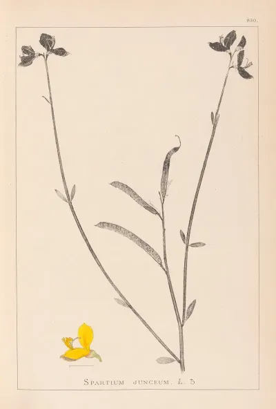 Herbier De La Flore Francaise Pl 0170