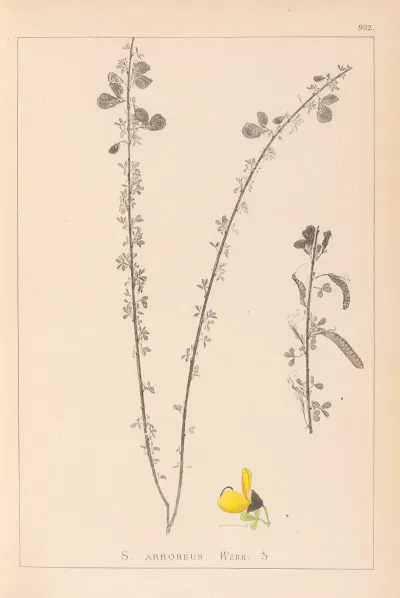 Herbier De La Flore Francaise Pl 0172