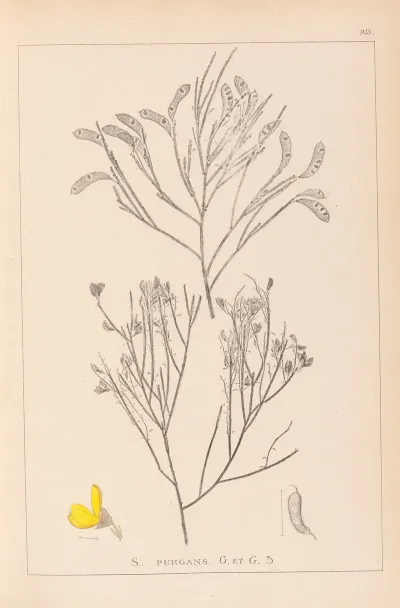 Herbier De La Flore Francaise Pl 0173