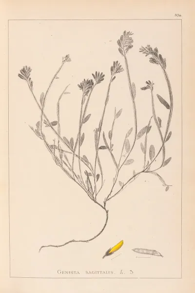 Herbier De La Flore Francaise Pl 0174