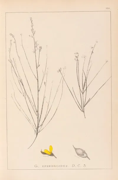 Herbier De La Flore Francaise Pl 0175