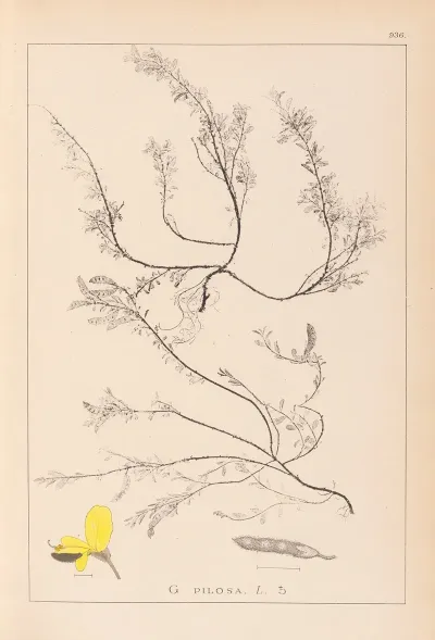 Herbier De La Flore Francaise Pl 0176