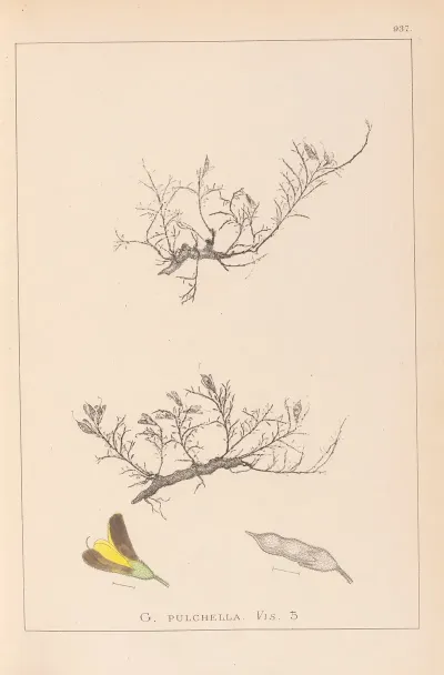 Herbier De La Flore Francaise Pl 0177