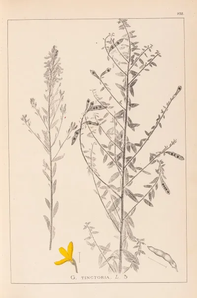 Herbier De La Flore Francaise Pl 0178