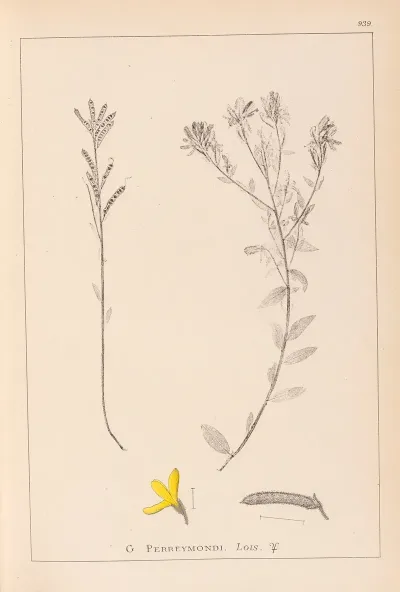 Herbier De La Flore Francaise Pl 0179