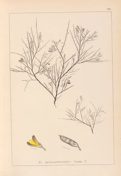 Herbier De La Flore Francaise Pl 0181