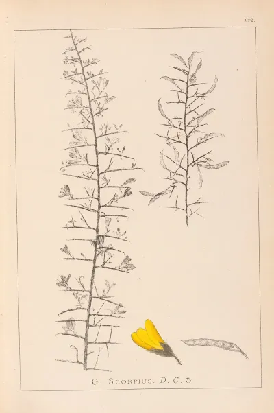 Herbier De La Flore Francaise Pl 0182