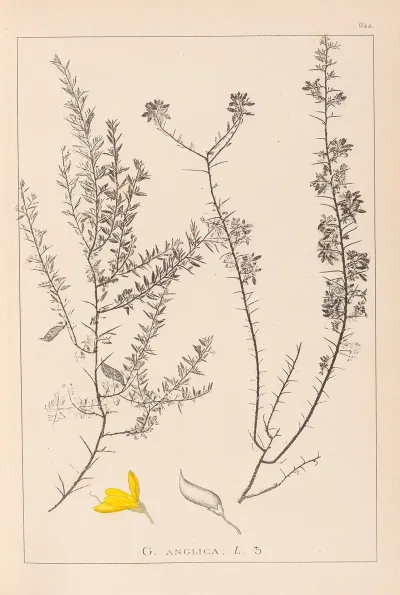 Herbier De La Flore Francaise Pl 0184