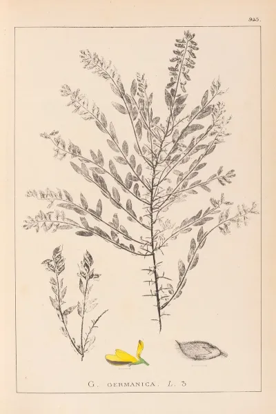 Herbier De La Flore Francaise Pl 0185