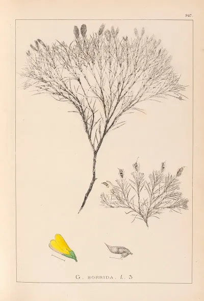 Herbier De La Flore Francaise Pl 0187