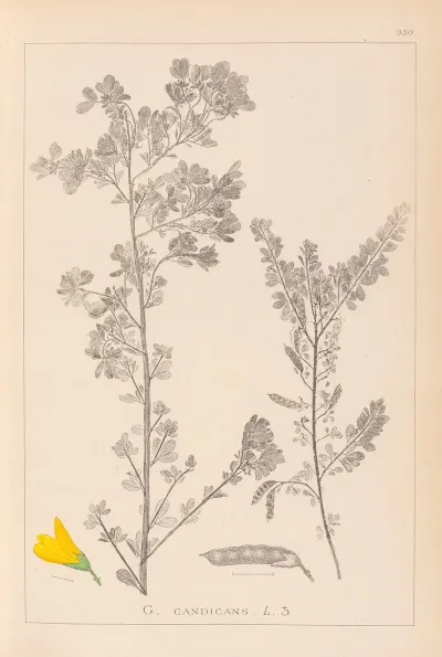 Herbier De La Flore Francaise Pl 0190