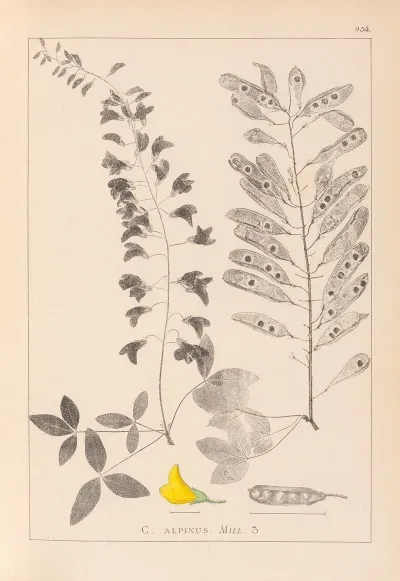 Herbier De La Flore Francaise Pl 0192