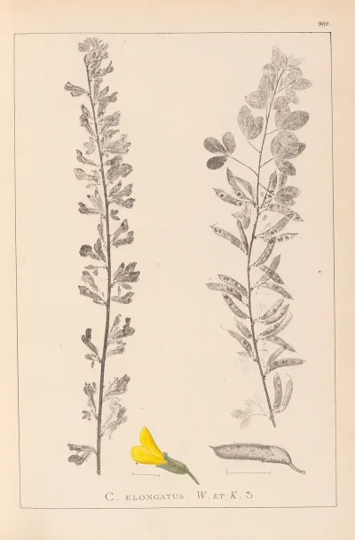 Herbier De La Flore Francaise Pl 0198