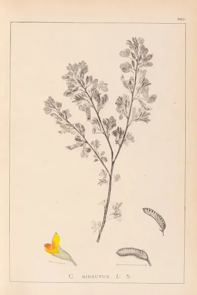 Herbier De La Flore Francaise Pl 0199
