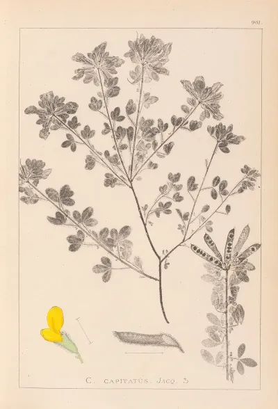 Herbier De La Flore Francaise Pl 0200